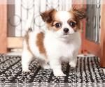 Small #3 Chihuahua