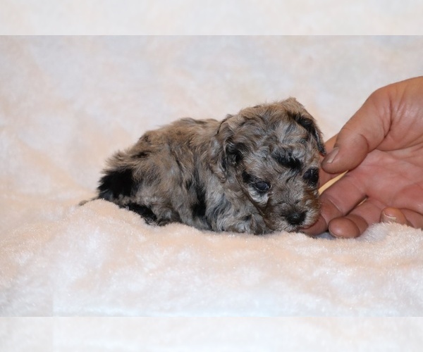 Medium Photo #12 Poodle (Toy) Puppy For Sale in DYERSBURG, TN, USA