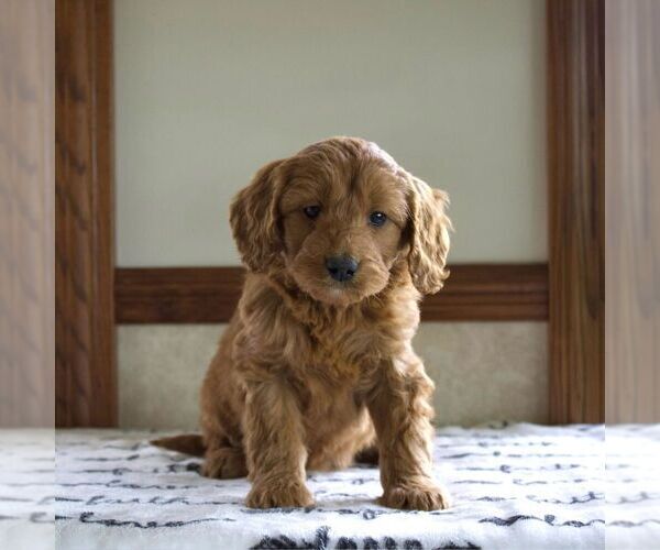 Medium Photo #1 Goldendoodle (Miniature) Puppy For Sale in LITITZ, PA, USA