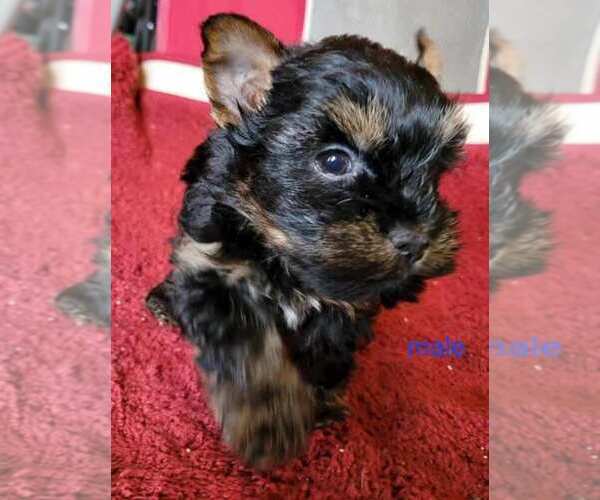 Medium Photo #5 Yorkshire Terrier Puppy For Sale in CONKLIN, NY, USA