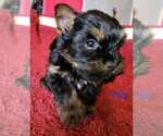 Small #4 Yorkshire Terrier