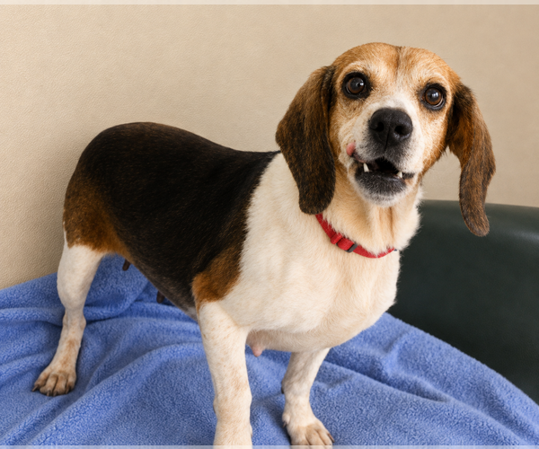 Medium Photo #9 Beagle-Unknown Mix Puppy For Sale in Dunnellon, FL, USA