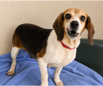 Small #8 Beagle Mix