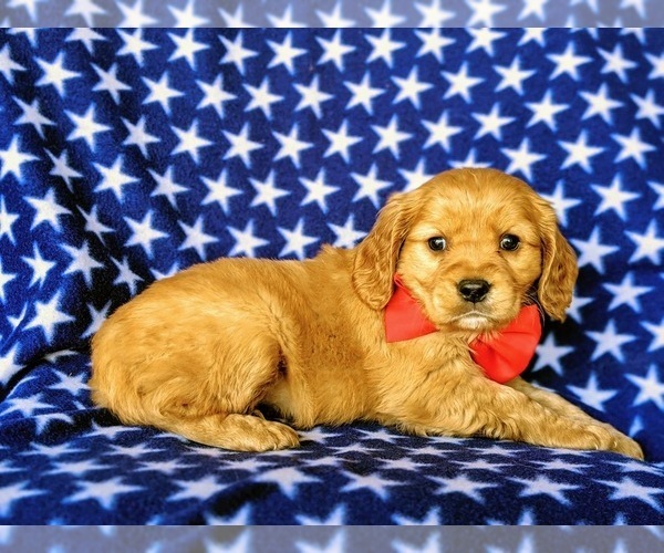 Medium Photo #4 Golden Cavalier Puppy For Sale in HONEY BROOK, PA, USA