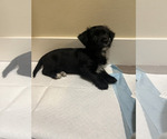 Puppy Junior Yorkshire Terrier