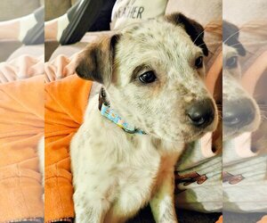 Mutt Dogs for adoption in Brooklyn Center, MN, USA