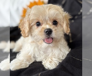 Cav-A-Malt Puppy for sale in ROCK STREAM, NY, USA