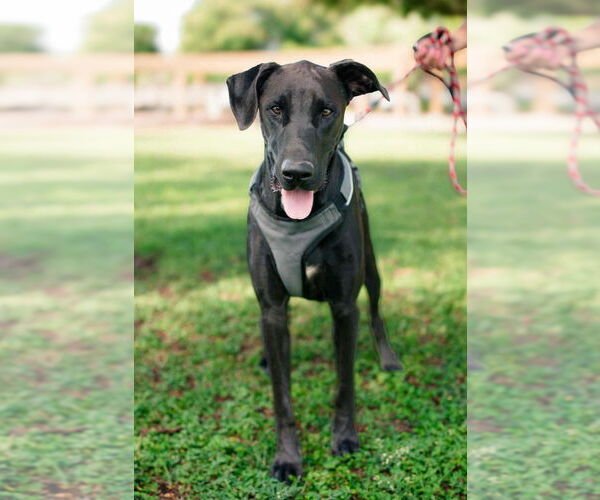 Medium Photo #9 Mutt Puppy For Sale in Bullard, TX, USA