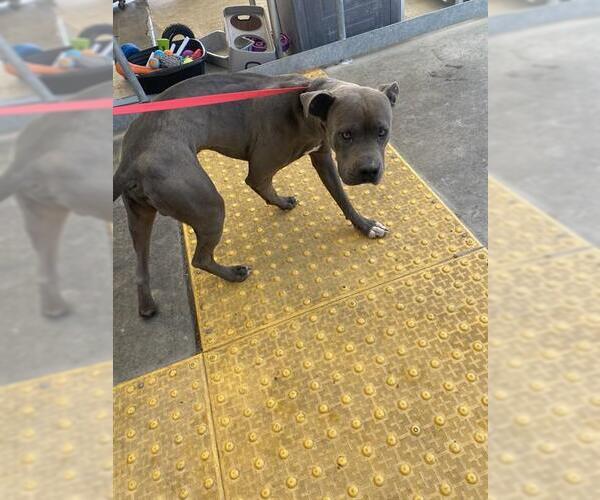 Medium Photo #1 Mutt Puppy For Sale in Bakersfield, CA, USA