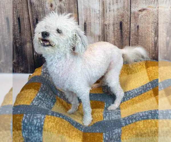 Medium Photo #2 Poochon Puppy For Sale in Kennesaw, GA, USA