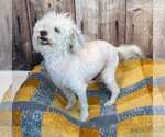 Small #1 Poochon