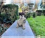 Small Photo #187 French Bulldog Puppy For Sale in HAYWARD, CA, USA