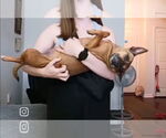Small Chihuahua Mix