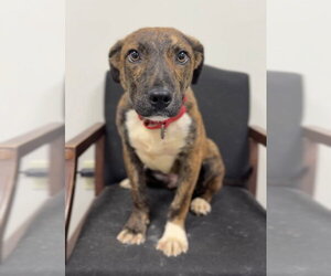 Mutt Dogs for adoption in Bemidji, MN, USA
