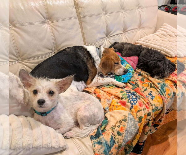 Medium Photo #5 Mutt Puppy For Sale in Arlington, VA, USA