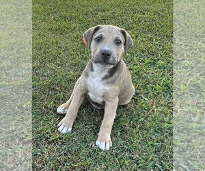 Labrador Retriever-Unknown Mix Dogs for adoption in Garner, NC, USA