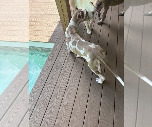 Medium Photo #5 Great Dane Puppy For Sale in LITCHFIELD, NH, USA