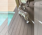 Small #4 Great Dane