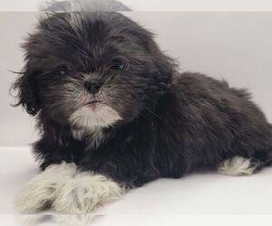 Shih Tzu Puppy for sale in BRANDON, FL, USA