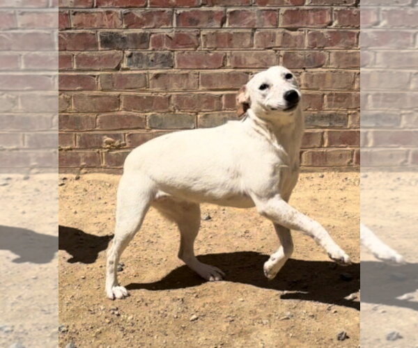 Medium Photo #1 Mutt Puppy For Sale in Thomasville, NC, USA