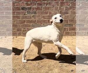 Mutt Dogs for adoption in Thomasville, NC, USA