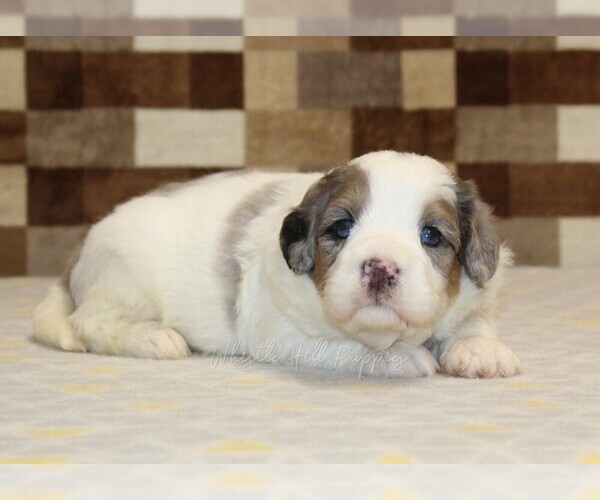 Medium Photo #3 Bernedoodle (Miniature) Puppy For Sale in DENVER, PA, USA