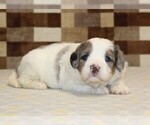 Small #2 Bernedoodle (Miniature)
