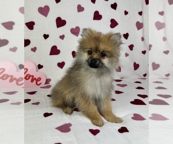 Medium Photo #3 Pomeranian Puppy For Sale in GREENFIELD, IN, USA