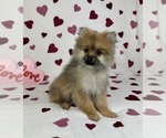 Small #2 Pomeranian