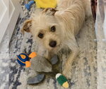 Small #1 Mutt