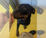 Small #3 Rottweiler