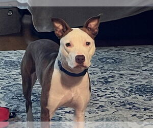 Lainey - Female Mutt Dog for Adoption - Photo #2