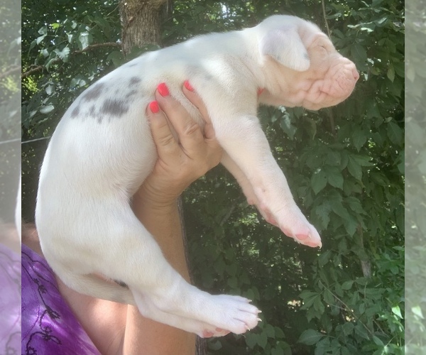 Medium Photo #11 Great Dane Puppy For Sale in CLANTON, AL, USA