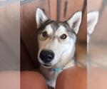 Small #1 Siberian Husky Mix