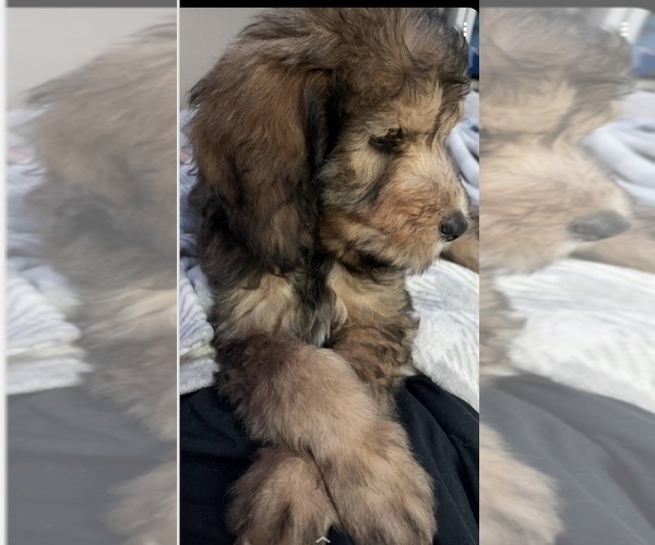 Medium Photo #2 Bernedoodle Puppy For Sale in LEES SUMMIT, MO, USA