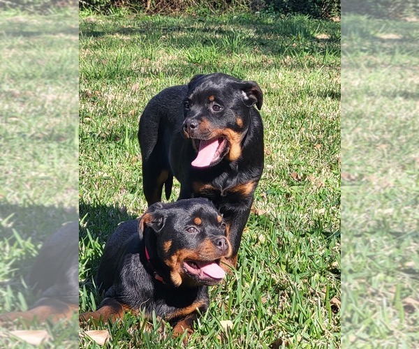 Medium Photo #5 Rottweiler Puppy For Sale in BEAUMONT, TX, USA
