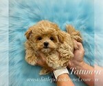 Small Maltipoo (Miniature)