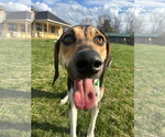 Small #16 Treeing Walker Coonhound Mix