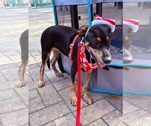 Doberman Pinscher-Retriever  Mix Dogs for adoption in Virginia Beach, VA, USA