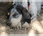 Small #1 Coonhound Mix