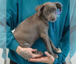 Small #1 American Staffordshire Terrier-Labrador Retriever Mix