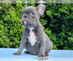 Small #1 French Bulldog