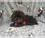 Small #3 ShihPoo