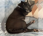 Small Photo #8 Mutt Puppy For Sale in Rootstown, OH, USA