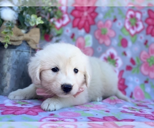 Medium Photo #2 Golden Retriever-Maremma Sheepdog Mix Puppy For Sale in LANCASTER, PA, USA