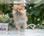 Small #3 Pomeranian