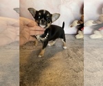 Small Photo #6 Chihuahua Puppy For Sale in TRACY, CA, USA