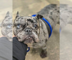 Big Bertha - Female French Bulldog-Unknown Mix Dog for Adoption - Photo #3