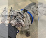 Small Photo #3 French Bulldog-Unknown Mix Puppy For Sale in Lakewood, CO, USA