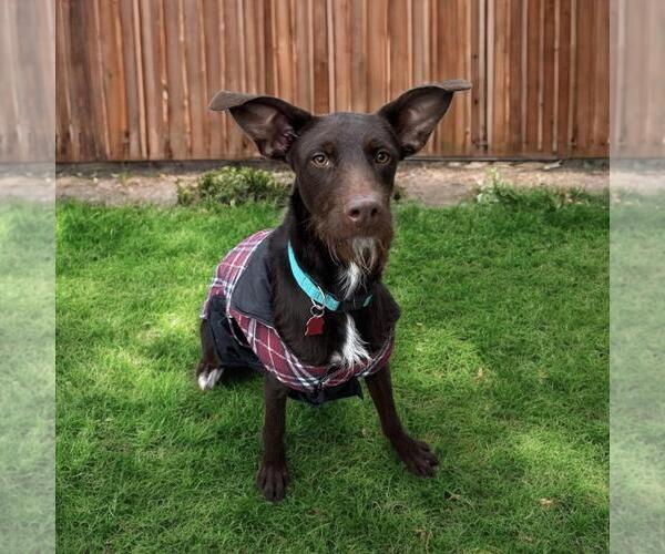 Medium Photo #3 Wirehaired Pointing Poodle Puppy For Sale in San Diego, CA, USA